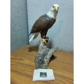 Hand-Painted & Sculptured Bald Eagle Hai Feng Ma 